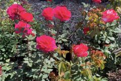 Roses-3