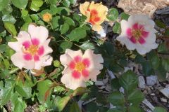 Roses-4