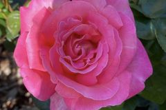 Roses-5