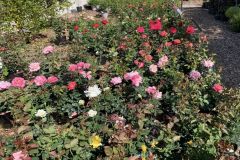 Roses-6
