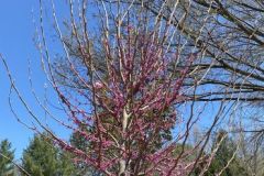 rising-sun-redbud
