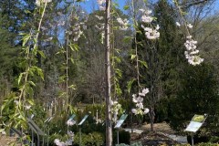 weeping-pink-cherry