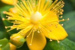 St-Johns-Wort-1