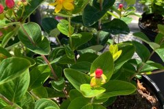 St-Johns-Wort-2