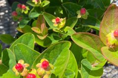 St-Johns-Wort-3