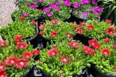Summer-Stock-Kingdene-1