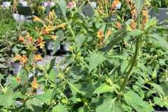 Summer-Stock-Kingdene-2