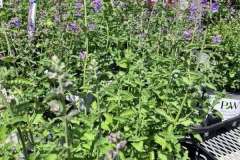 Summer-Stock-Kingdene-3