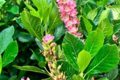 Summersweet-Bloom-1