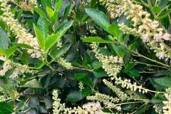 Summersweet-Bloom-2