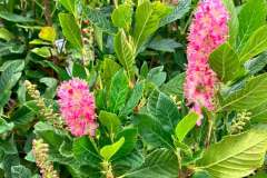 Summersweet-Bloom-3