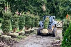 Trees-for-Privacy-Screens-2