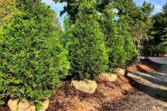 Trees-for-Privacy-Screens-3