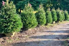 Trees-for-Privacy-Screens-4