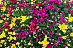 Tri-Color-Mums-1