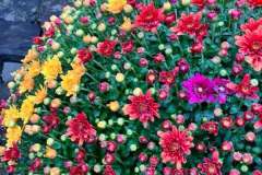 Tri-Color-Mums-2