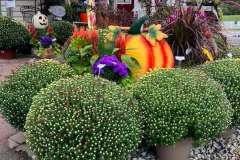 Tri-Color-Mums-4