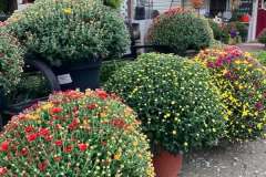 Tri-Color-Mums-5