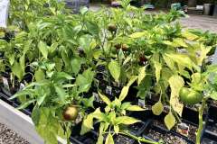 Veggie-Plants-1