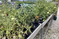 Veggie-Plants-2