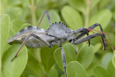 Wheel-Bug-1