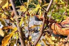 Witch-Hazel-Blooms-1