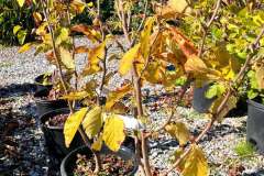 Witch-Hazel-Blooms-2