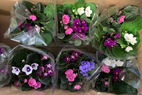 African Violets