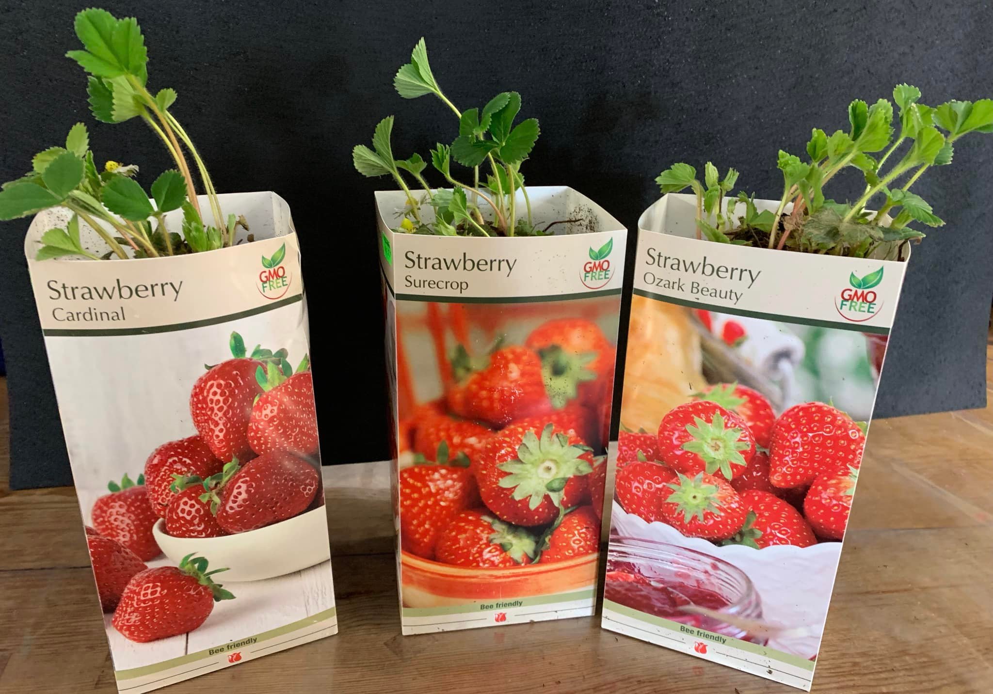 Bareroot Strawberry Plant Available Now in the Shop Kingsdene