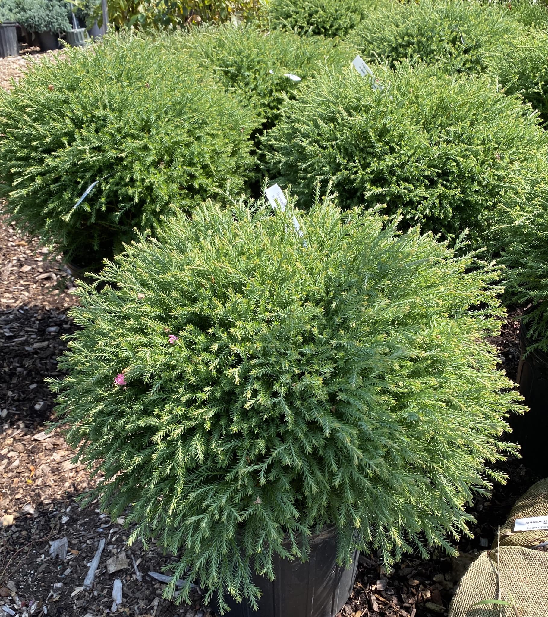 Bowling Ball Arborvitae Now Available in Nursery Kingsdene Nurseries