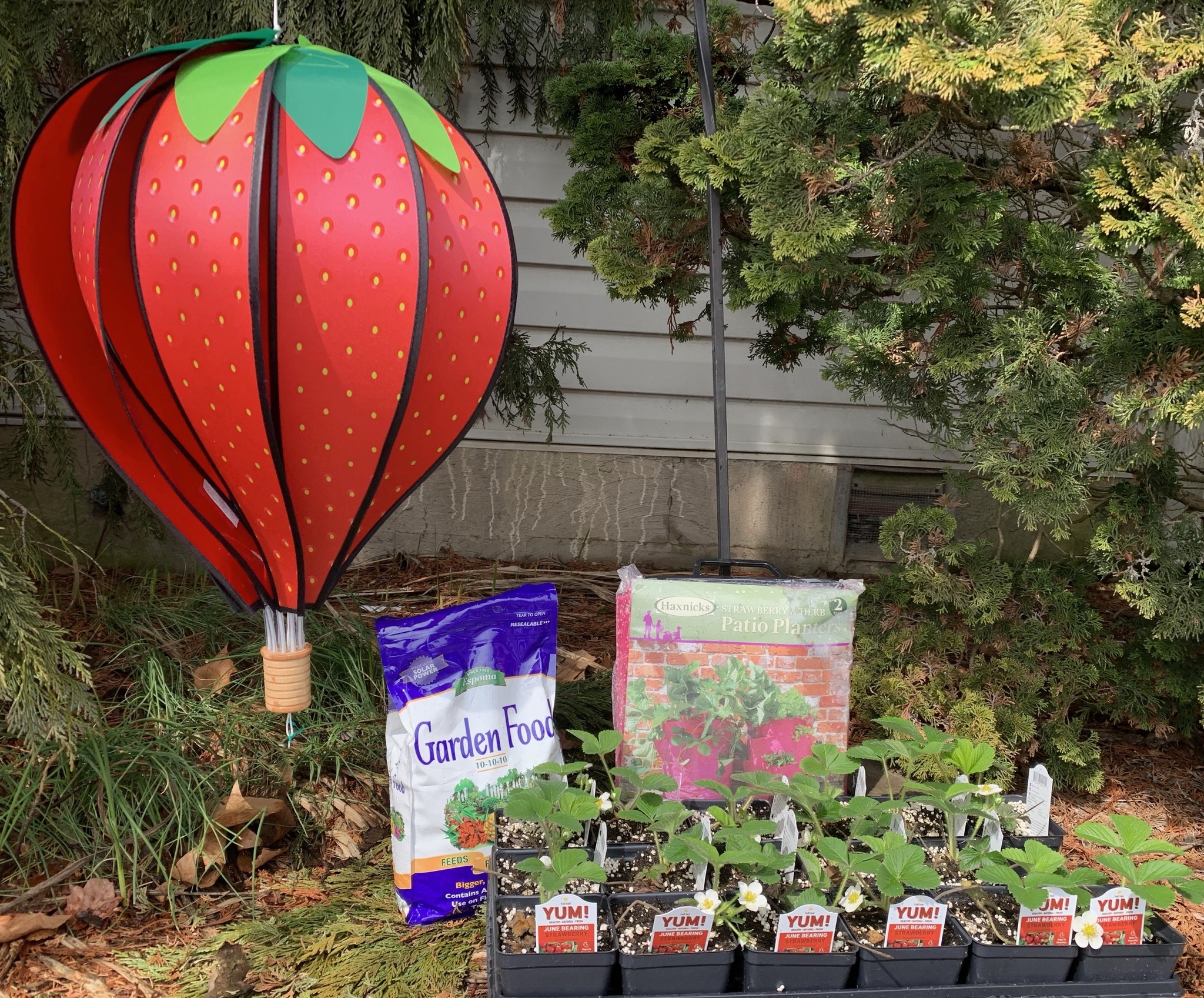 Strawberry Plants Have Arrived in Our Nursery Kingsdene Nurseries and