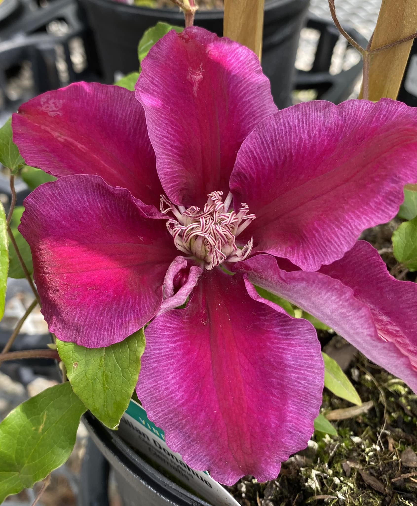 Clematis “Kilian Donahue” Blooming in the Nursery Kingsdene Nurseries