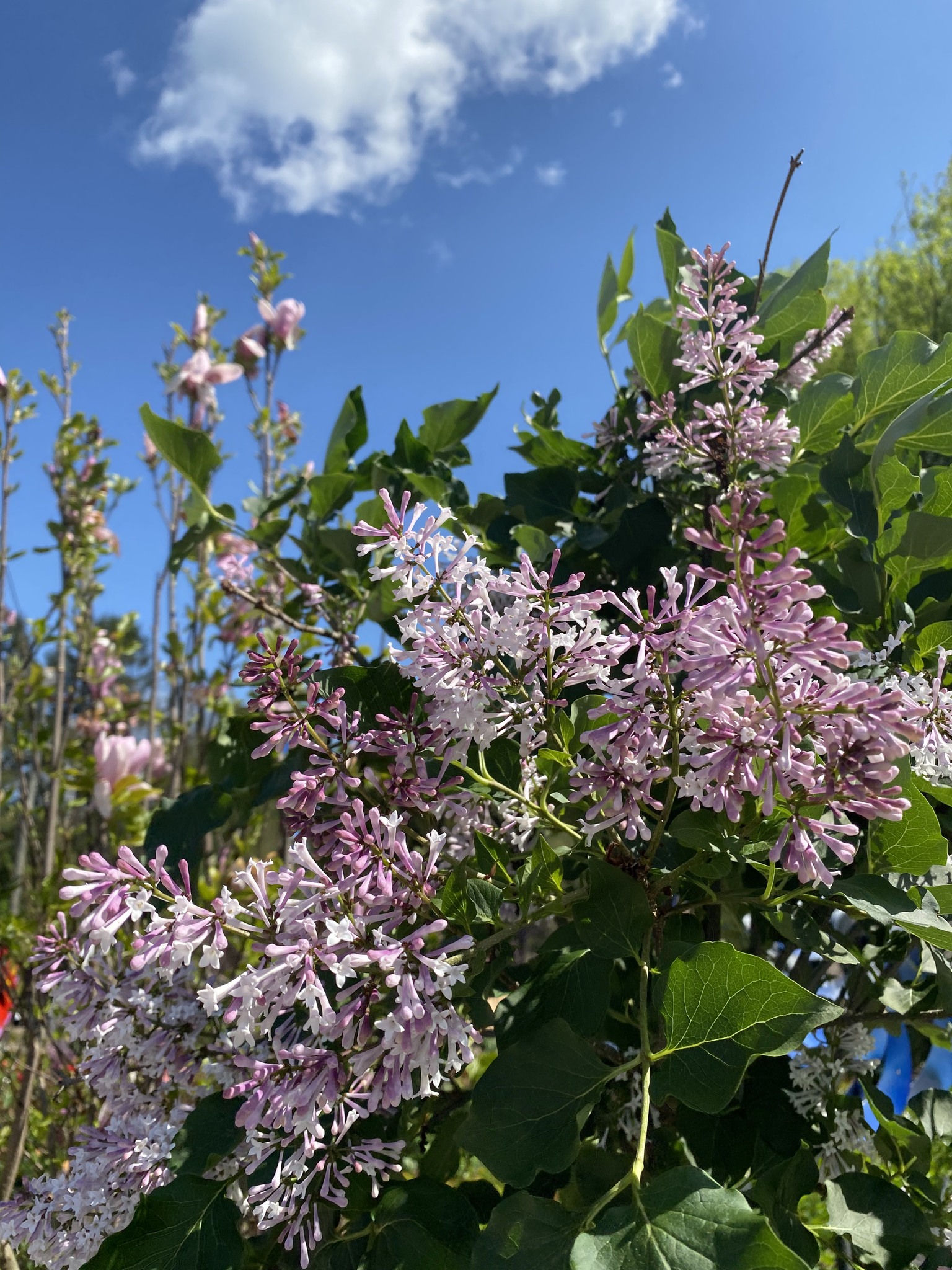 “Miss Kim” Lilac Now Blooming in the Nursery Kingsdene Nurseries and