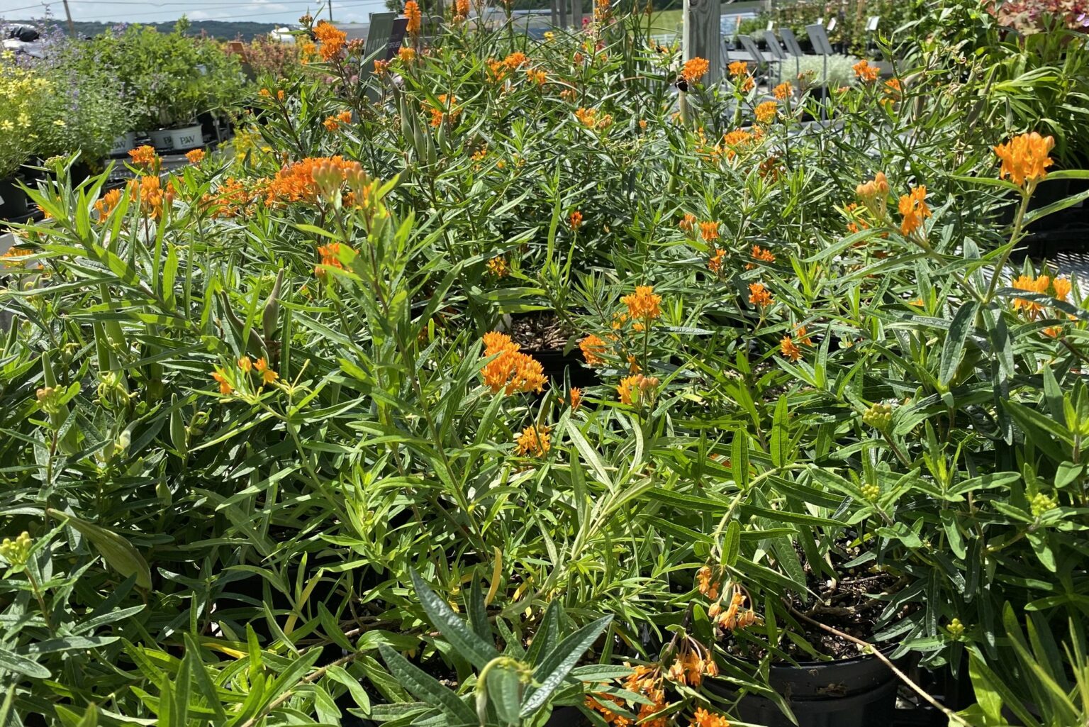 Butterfly Weed is a Must Have in Your Garden! Kingsdene Nurseries and