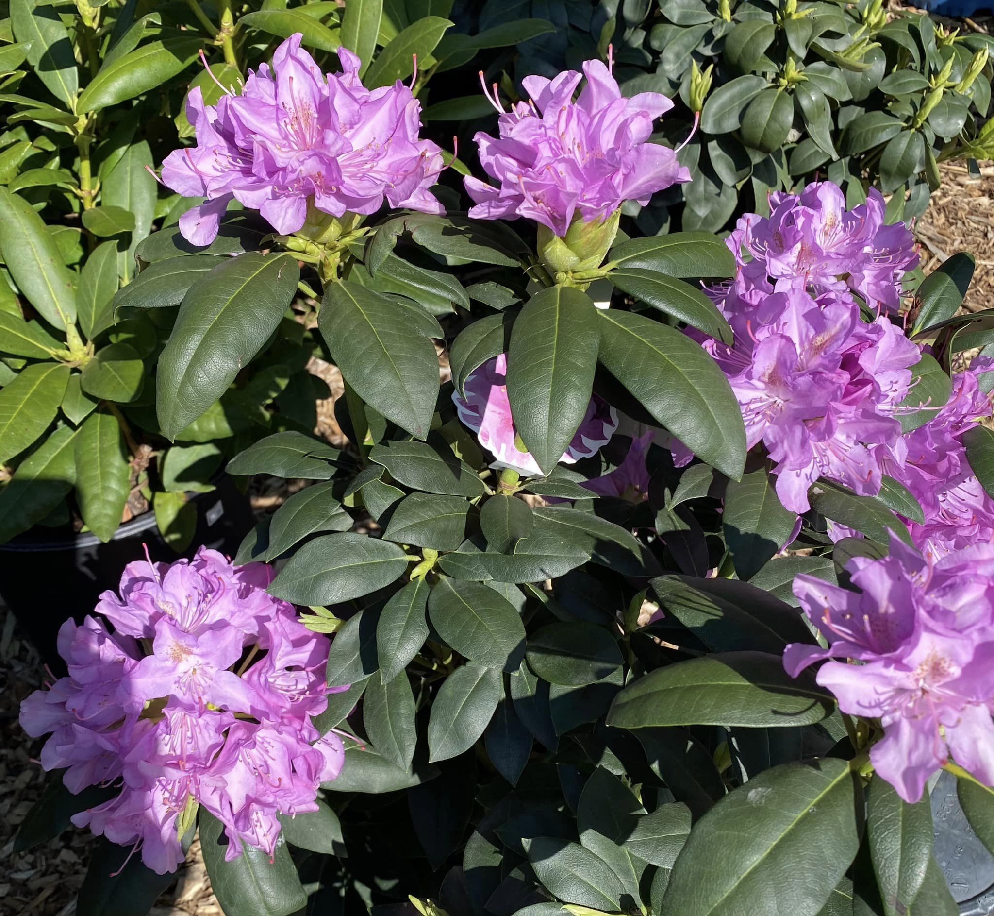 Kingsdene Nursery & Garden Center News & Tips