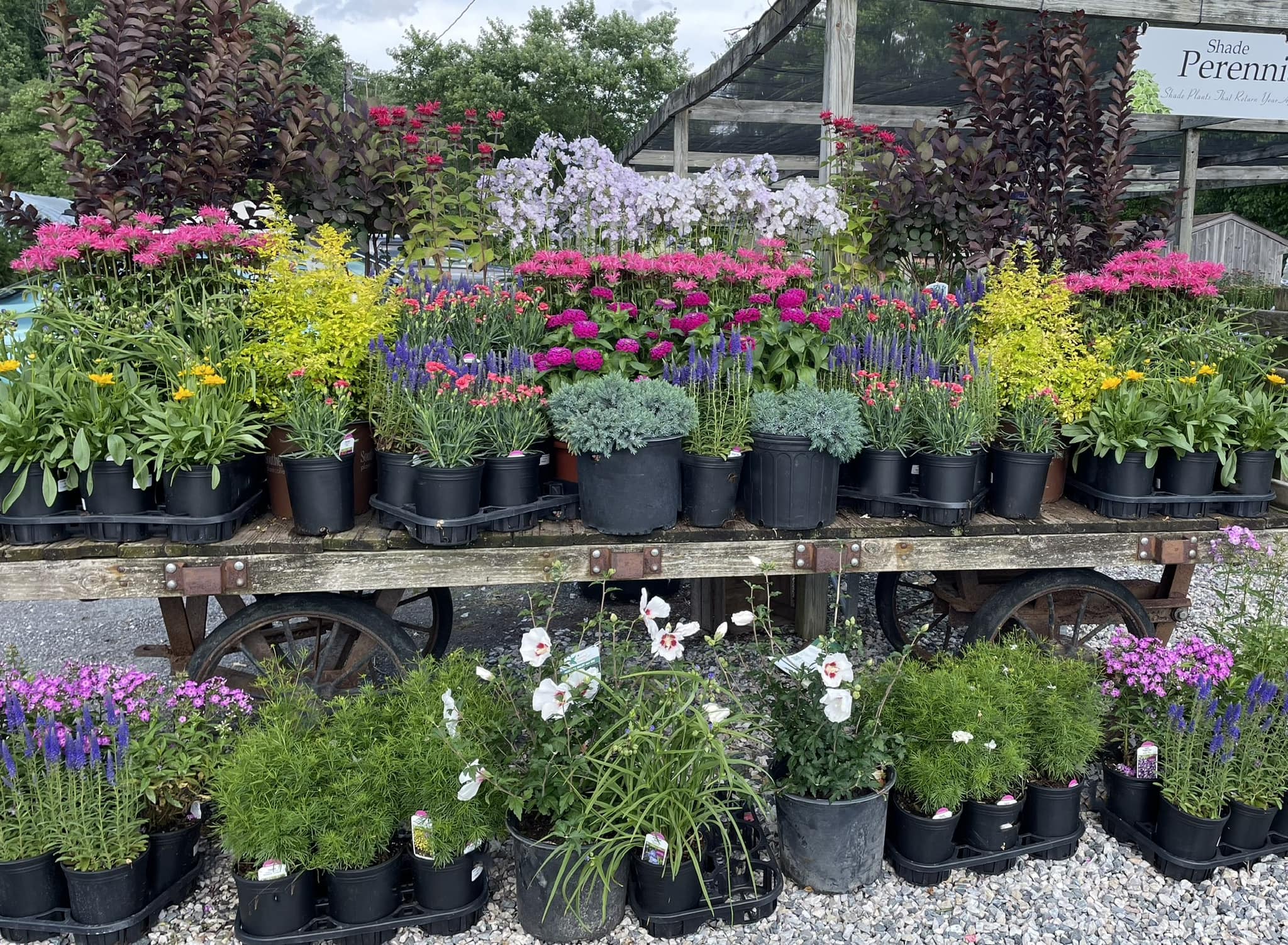 Our Beautiful Perennials Available in the Nursery Kingsdene Nurseries