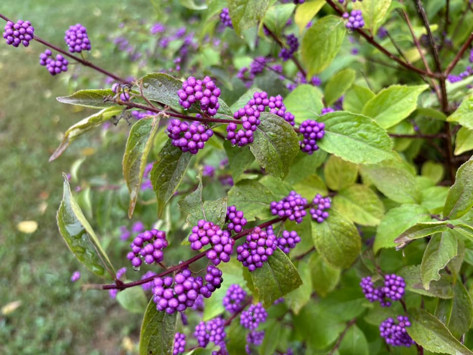 Deer Resistant Beautyberry in the Fall Kingsdene Nurseries and Garden